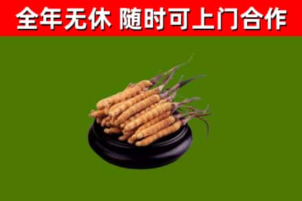 永平县烟酒回收冬虫夏草.jpg